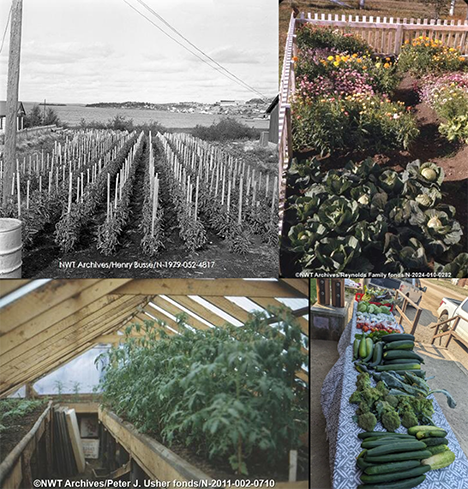 From left, Rows of staked plants in a garden at Peace River Flats, Yellowknife, 1956 Cabbages and several types of flowers growing in a fenced garden in Fort McPherson, 1963 Tomato plants growing in a greenhouse at Paradise Gardens, Hay River 1968 Local, organic produce grown and harvested in Sambaa K’e, 2024